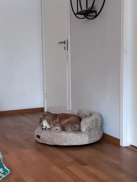 Luxe Diamond Velvet Removable Orthopedic Donut Dog Bed With Pillow - DreamNest