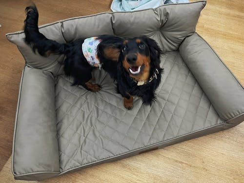 Luxe lit pour chien grand en simili cuir pliable orthopédique - CoreLounge