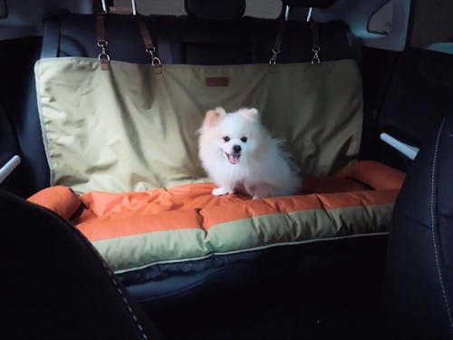 Housse de siège de voiture imperméable et antidérapante pour grands chiens - Urban Voyager