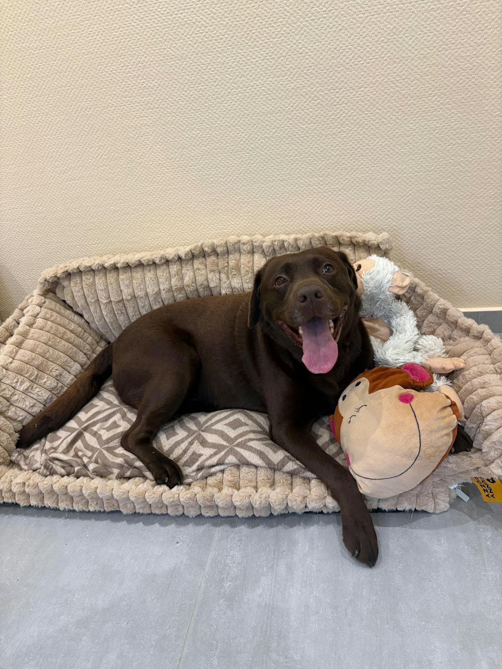 Lit canapé orthopédique doux lavable et moelleux pour chien - Rêve Douillet