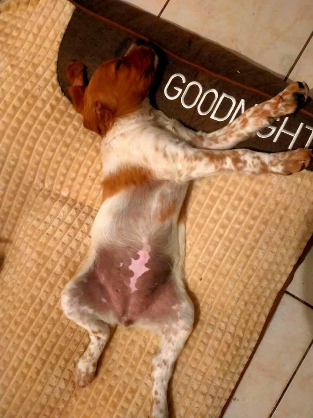 Grand lit épais et anti-rayures pour chien avec protection de la colonne vertébrale