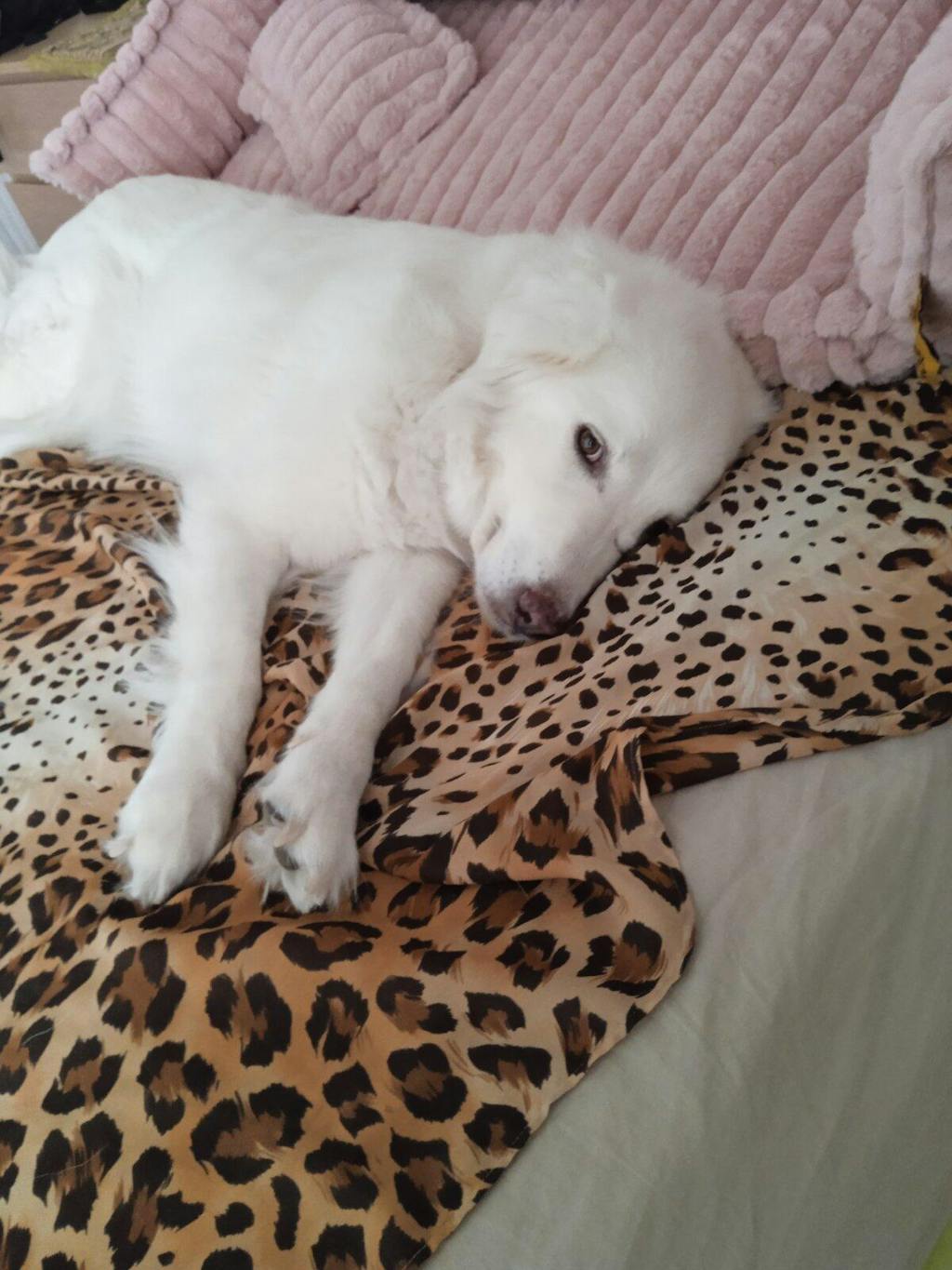 Lit canapé orthopédique doux lavable et moelleux pour chien - Rêve Douillet