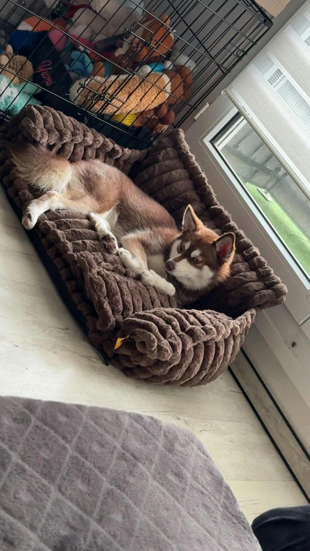 Lit canapé orthopédique doux lavable et moelleux pour chien - Rêve Douillet