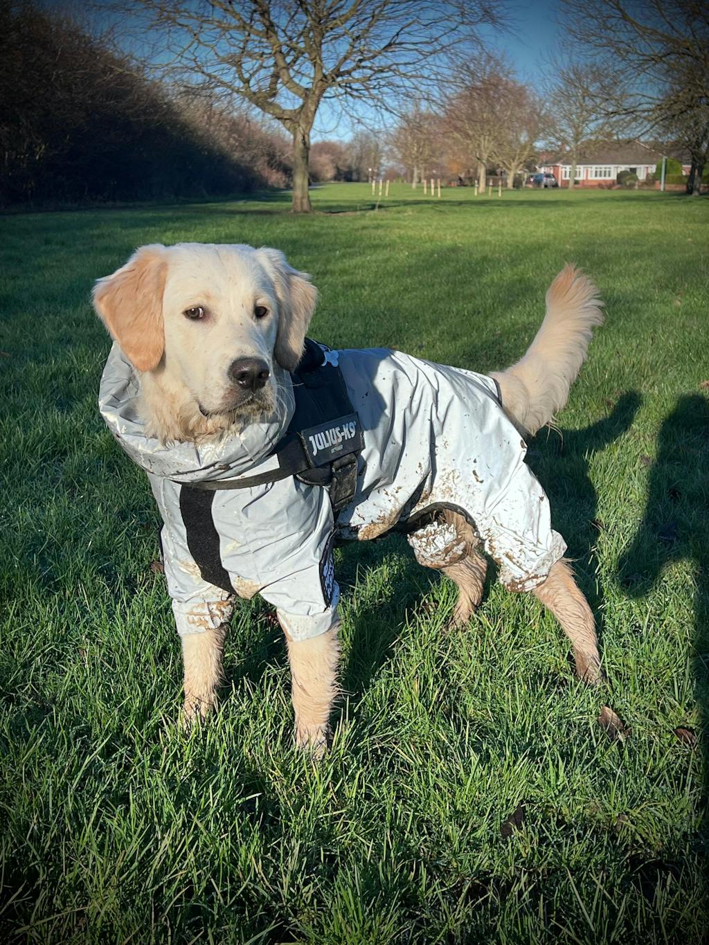 Manteau imperméable réfléchissant Manteau de pluie pour chien