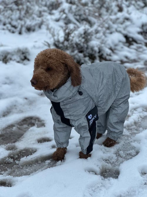 Reflective All-weather Waterproof Cool Dog Accessories Rain Coat