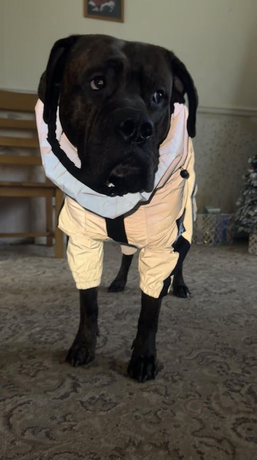Reflective All-weather Waterproof Cool Dog Accessories Rain Coat