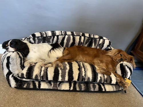 Trendy Striped Faux Lambswool Double Layer Dog & Cat Sofa Bed