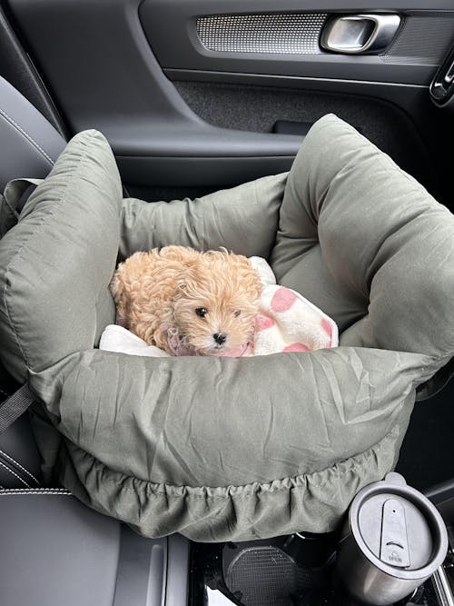 Portable Leisure Outing Pet Booster Large Dog Car Seat Bed