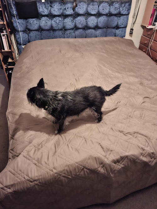 Multifunctional Water-repellent Pet Blanket Mattress Protector Flat Sheet