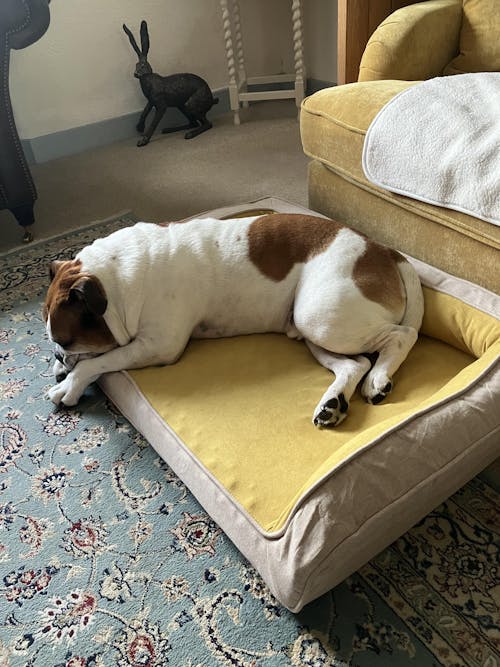 Ultimate Lounger Full Support Comfortable Orthopaedic Dog Sofa Bed