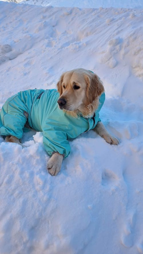 Large Dog Outdoor Jacket Waterproof Adjustable Dog Rain Coat