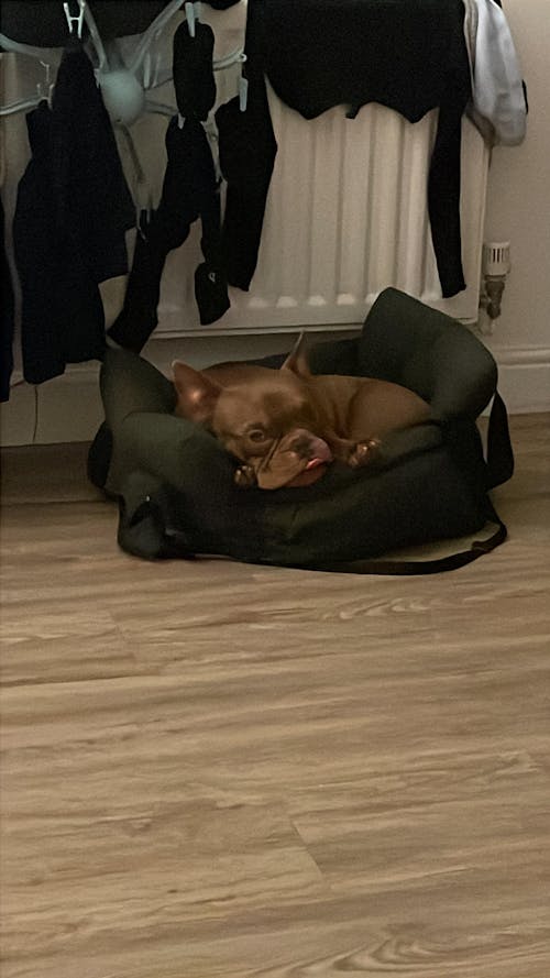 Portable Leisure Outing Pet Booster Dog Car Seat Bed