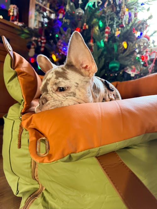 Deluxe Faux Leather Dog Car Seat Booster Bed - Urban Voyager