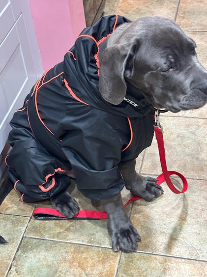 Waterproof Dog Raincoat for Large Dogs | Adjustable & Windproof