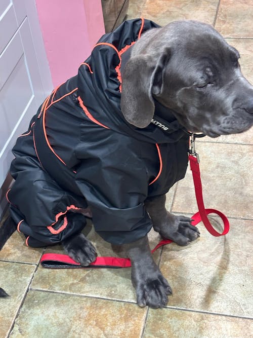 Large Dog Outdoor Jacket Waterproof Adjustable Dog Rain Coat