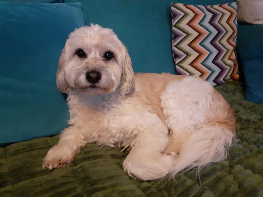 Lazy Soft Flannel Breathable Pet Mat Non-slip Sofa Cover