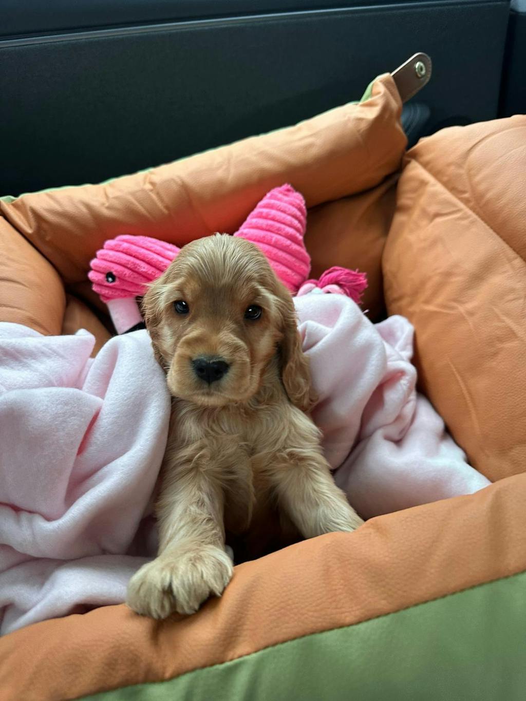 Limited Edition Brand Gift For You