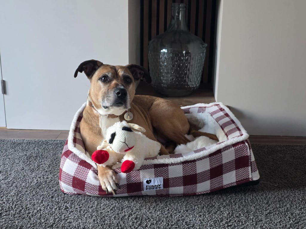 Adorable Plush Lamb Squeaker Toy Dog Interactive Toy