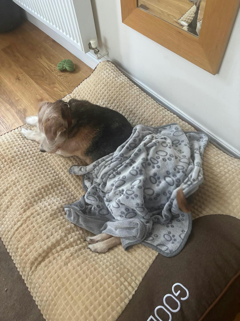 Large Thick Scratch-resistant Spine Protection Dog Cushion Bed