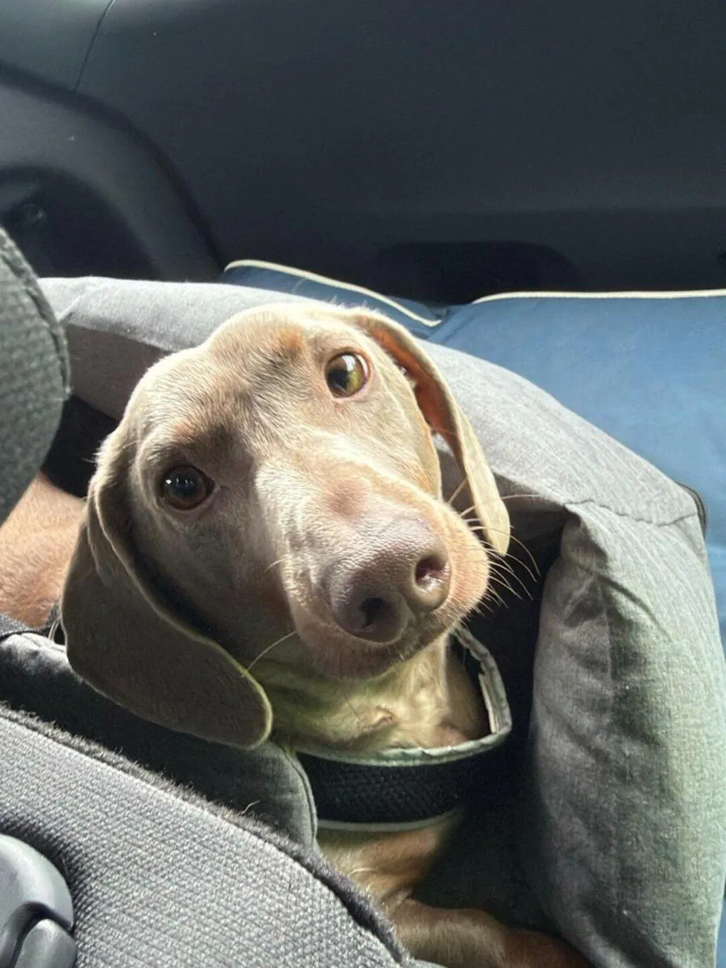 Limited Edition Brand Gift For You