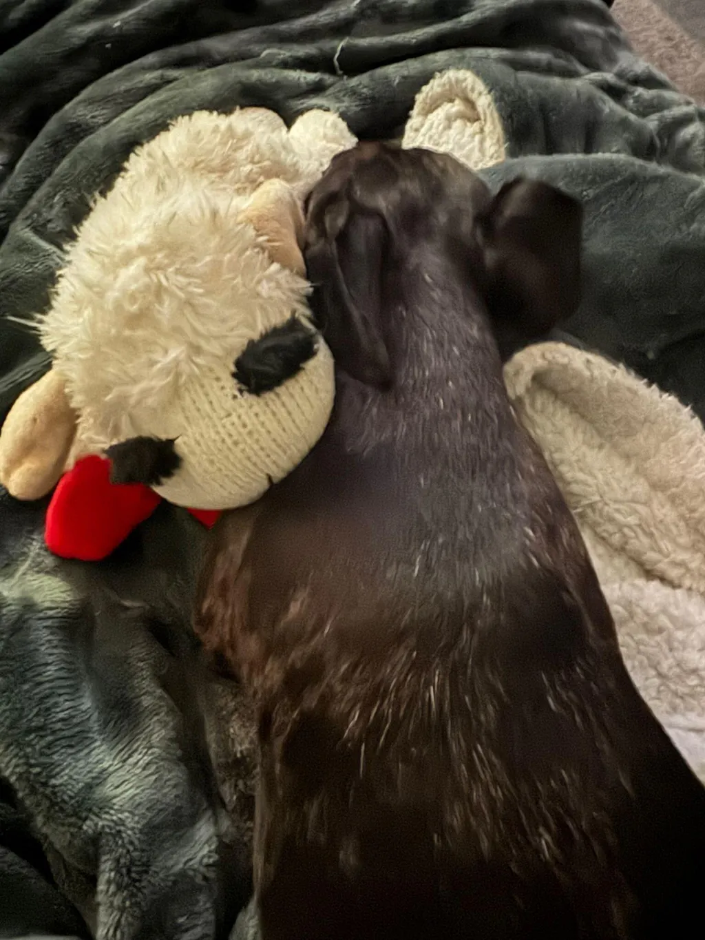 Adorable Plush Lamb Squeaker Toy Dog Interactive Toy