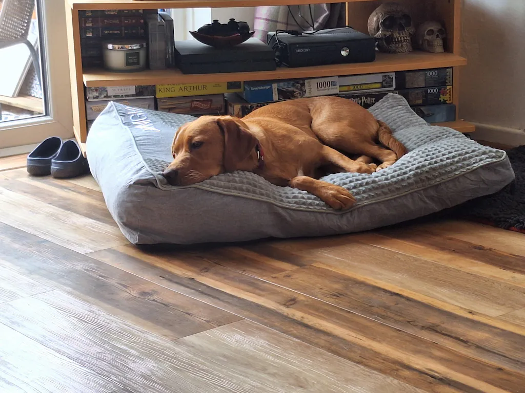 Large Thick Scratch-resistant Spine Protection Dog Cushion Bed