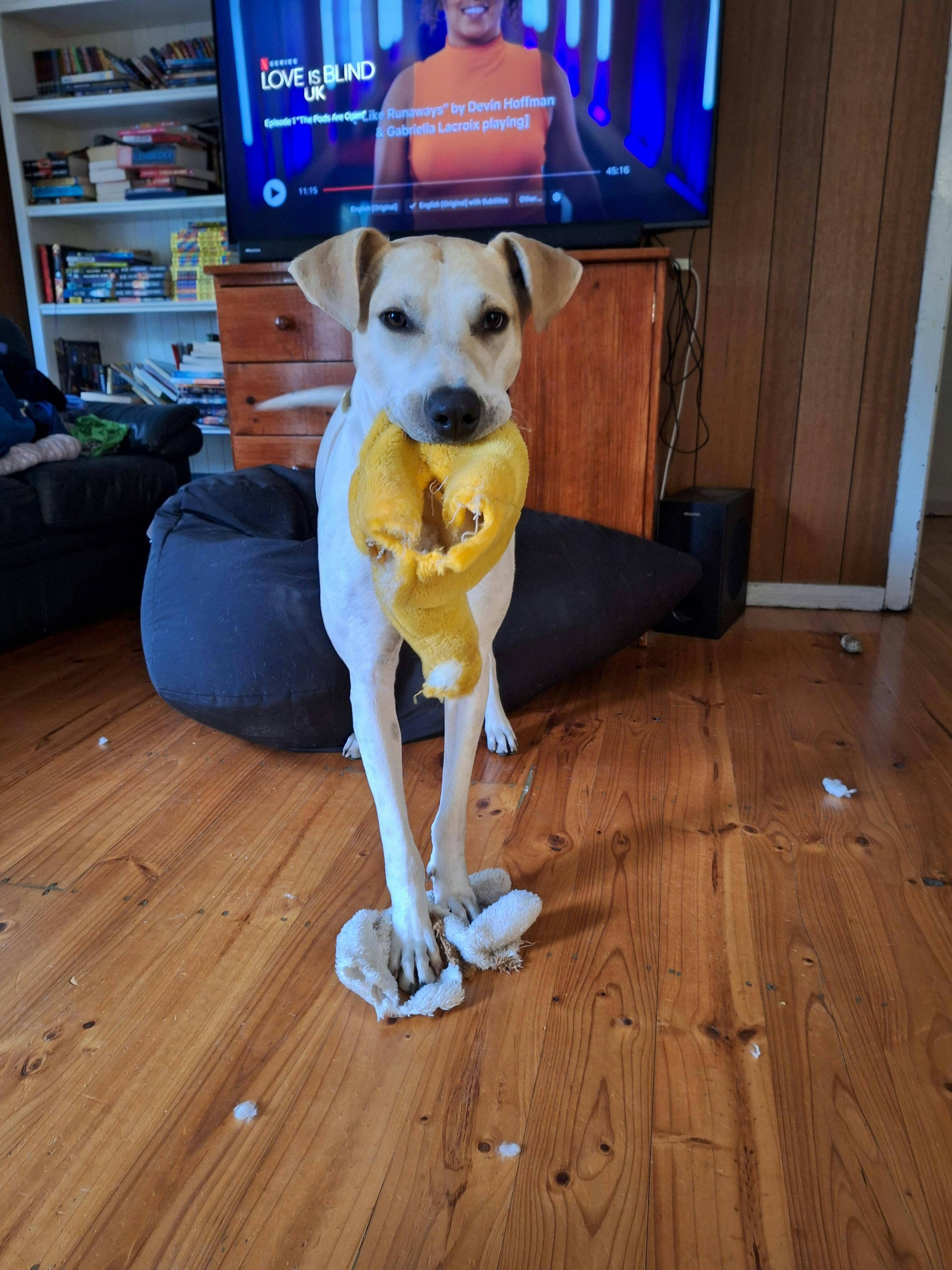 Furbubba Biodegradable & Compostable Dog Poop Bags Made From Cornstarch