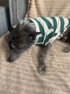Summer Pet Polo Shirt – Casual Dog & Cat T-Shirt for All Sizes
