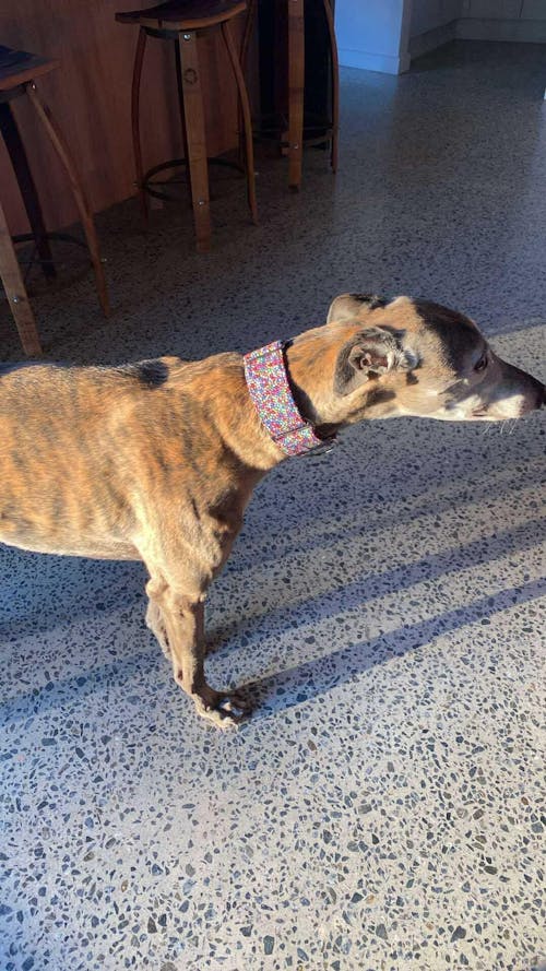 Martingale Collar - Rainbow Speckle Nightfall