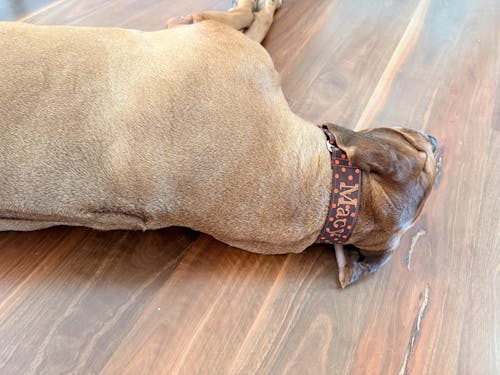 Martingale Collar - Dashing Dots