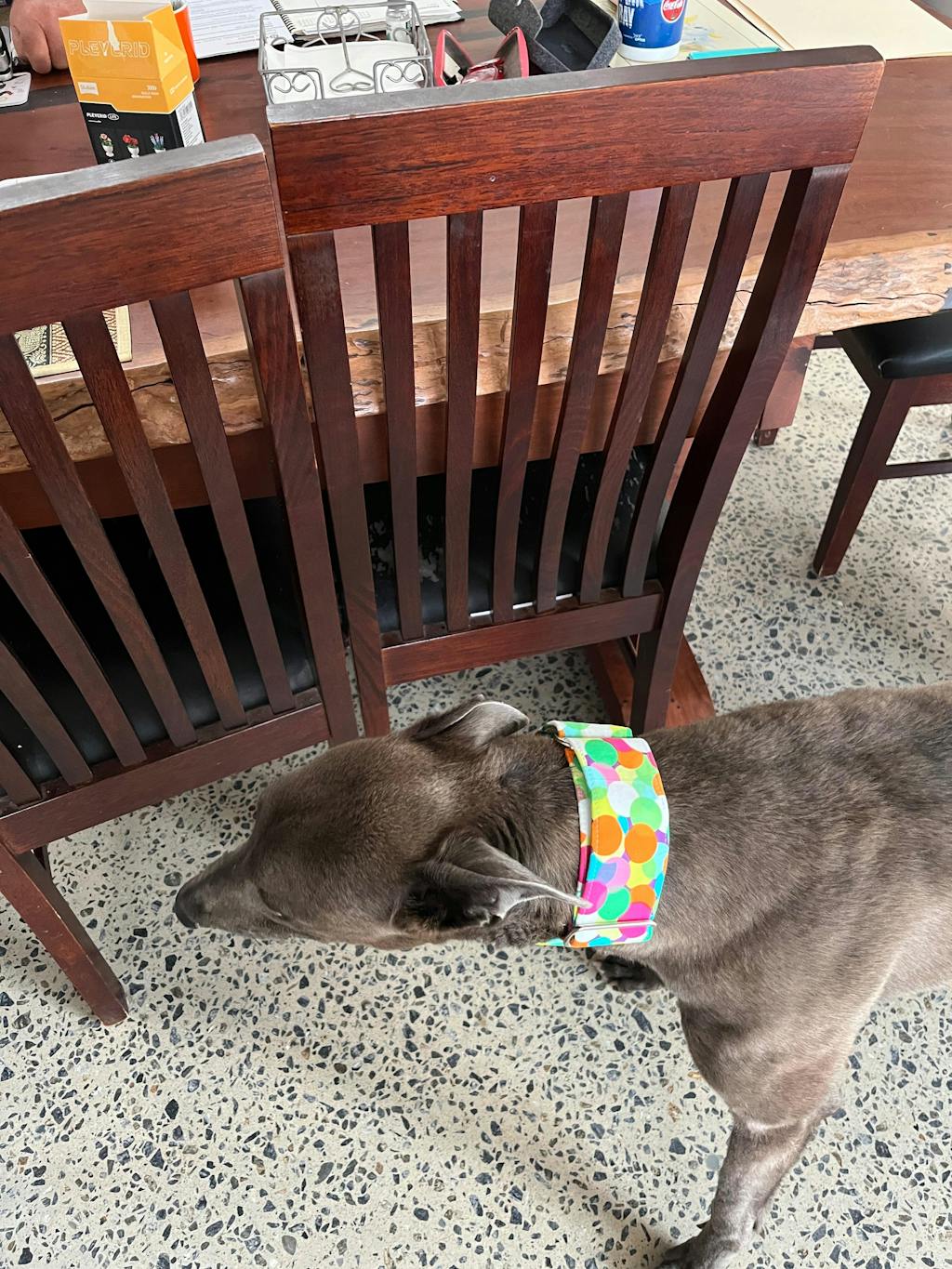 Martingale Collar - Kaleidoscope Canine