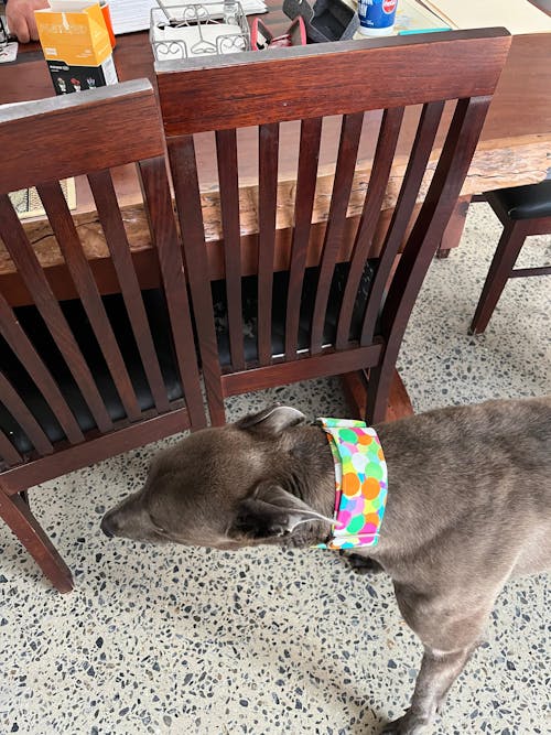 Martingale Collar - Kaleidoscope Canine