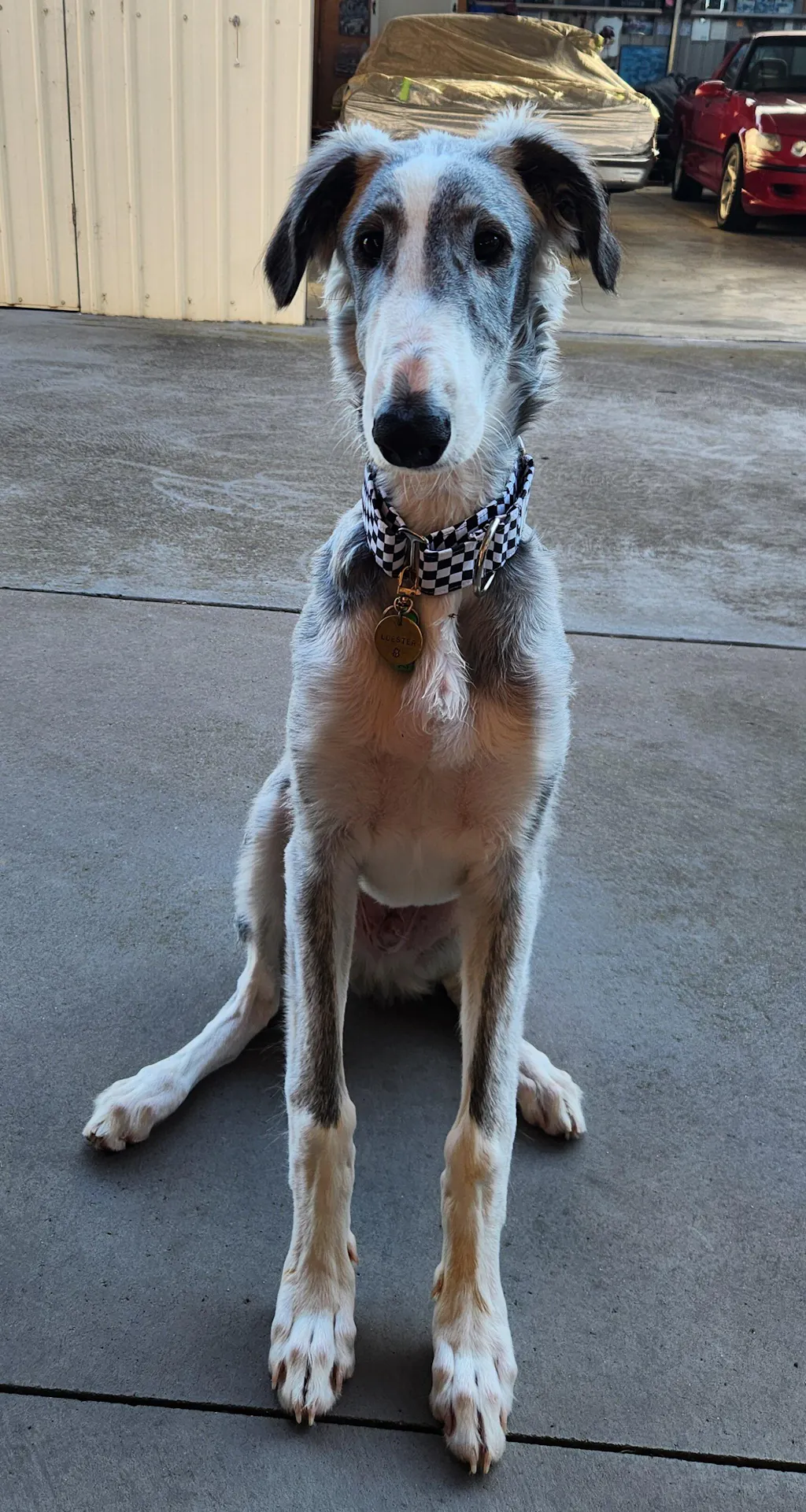 Martingale Collar - Doggie Double G’s