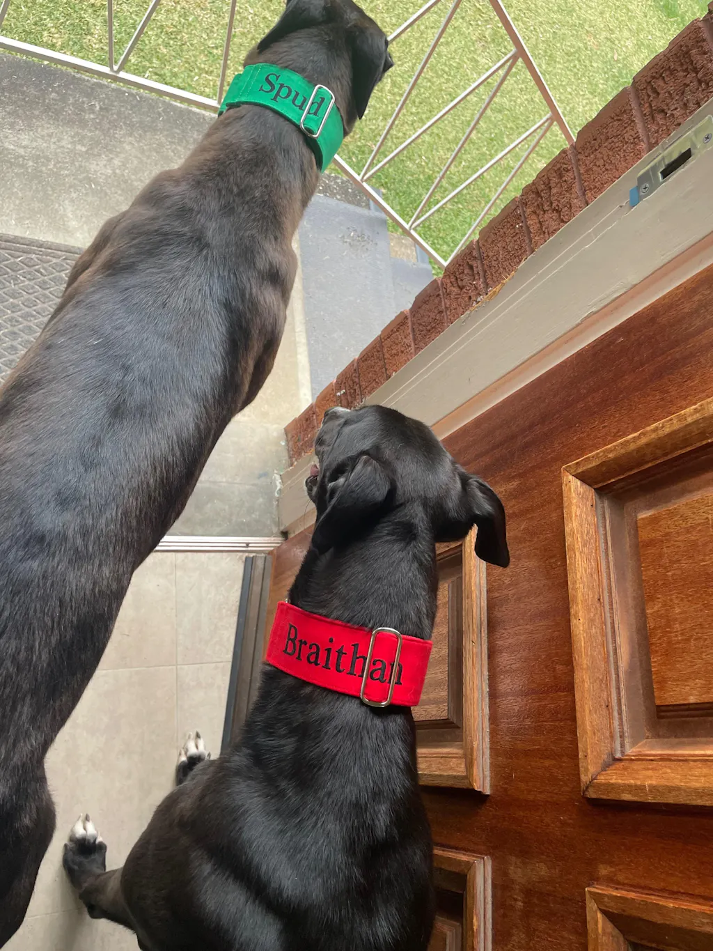 Martingale Collar - Bow Chilli Wow Wow