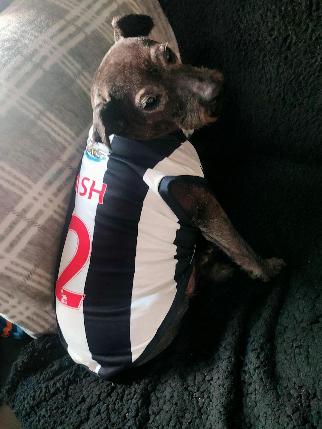 Newcastle United FC Personalised Football Tank Top for Dog and Cat