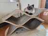 Cat Cellar