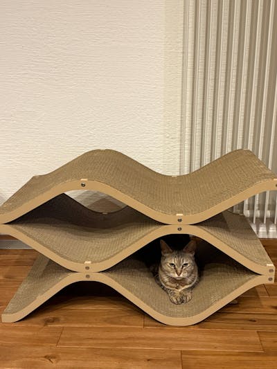 Cat Cellar