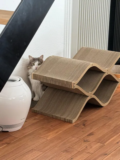 Cat Cellar