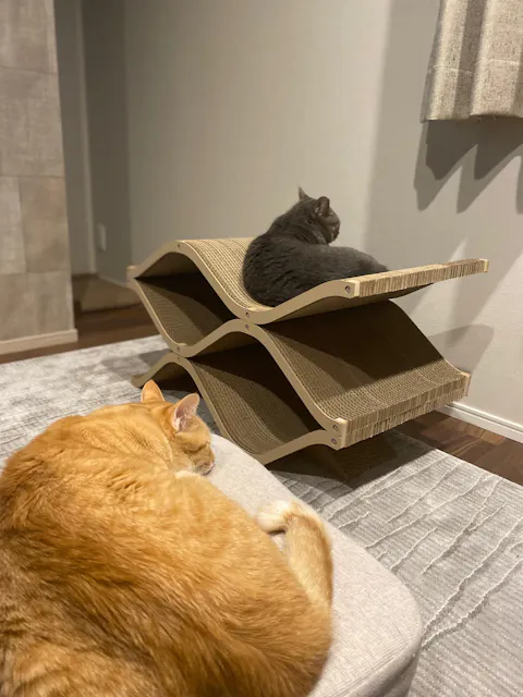 Cat Cellar