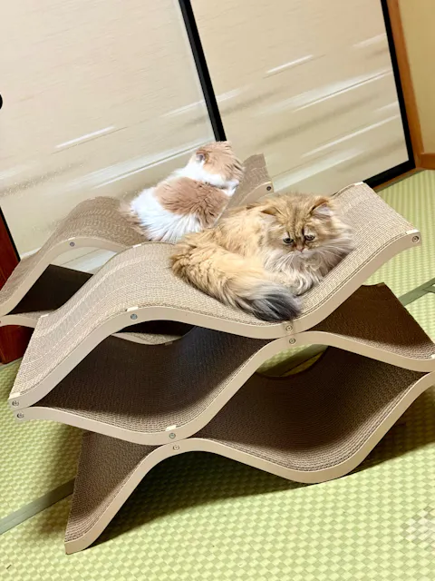 Cat Cellar