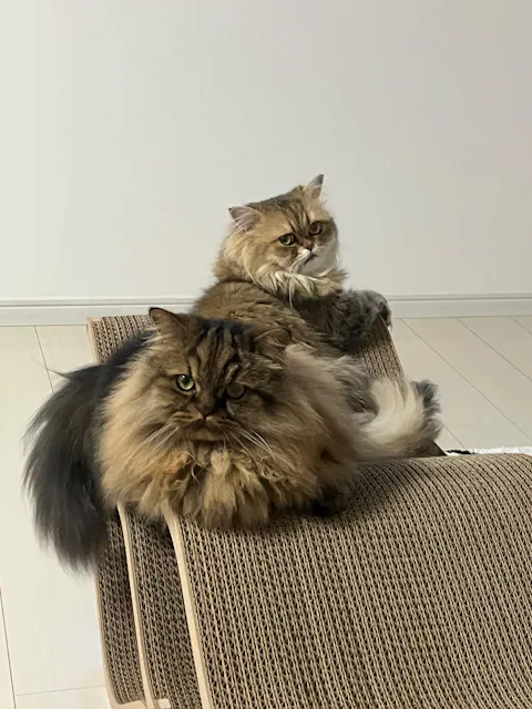 Cat Cellar