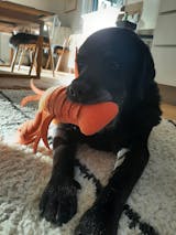 Aktivitetslegetøj til hund - Hummer Hundebamse