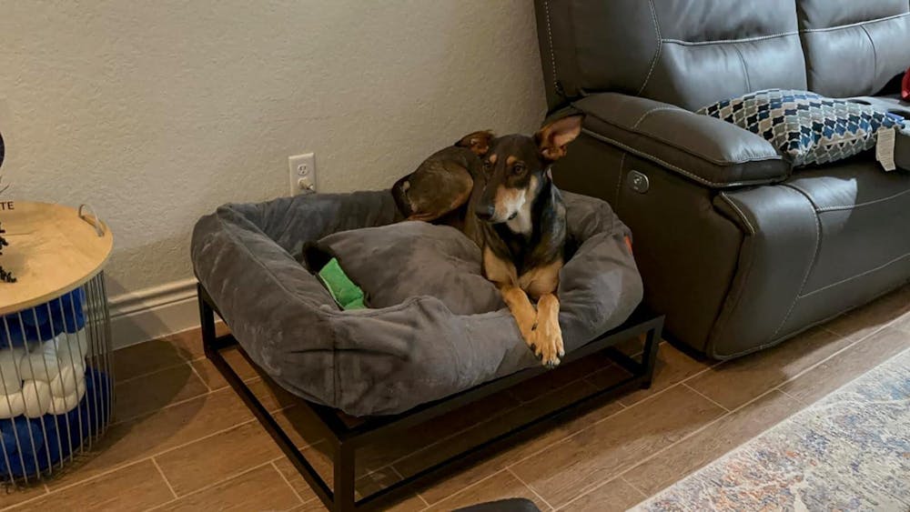 FÜZI Pets Luxury Dog Beds - Elevated Dog Beds - Modern Dog Beds