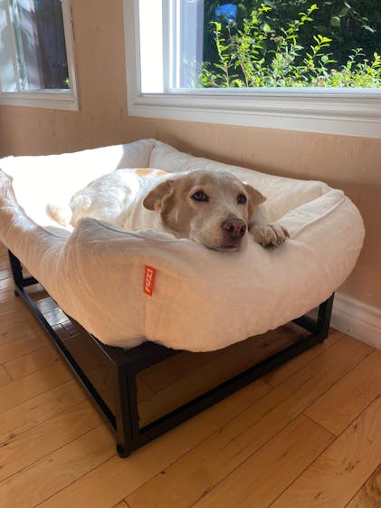 The Modern Raised Dog Bed - Elevated Dog Beds for Large Dogs – FÜZI