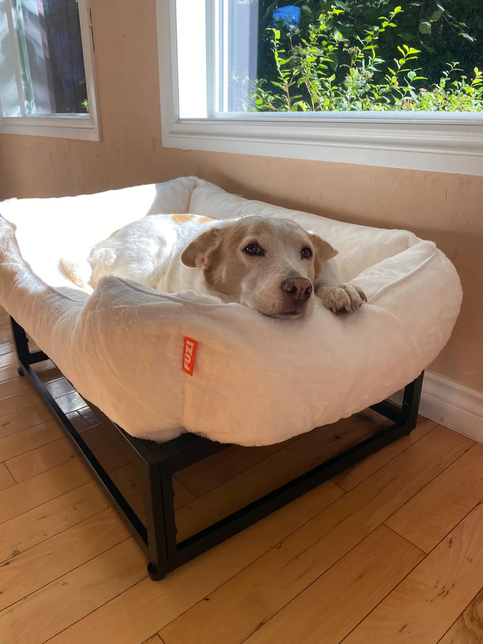 The Modern Raised Dog Bed Elevated Dog Beds for Large Dogs – FÜZI