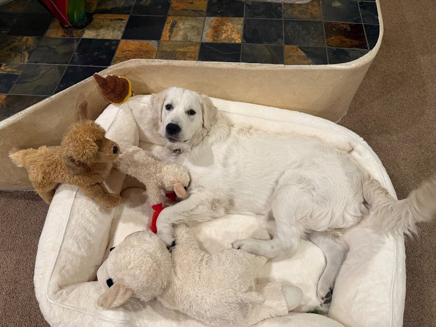 The FÜZI Elevated Dog Bed