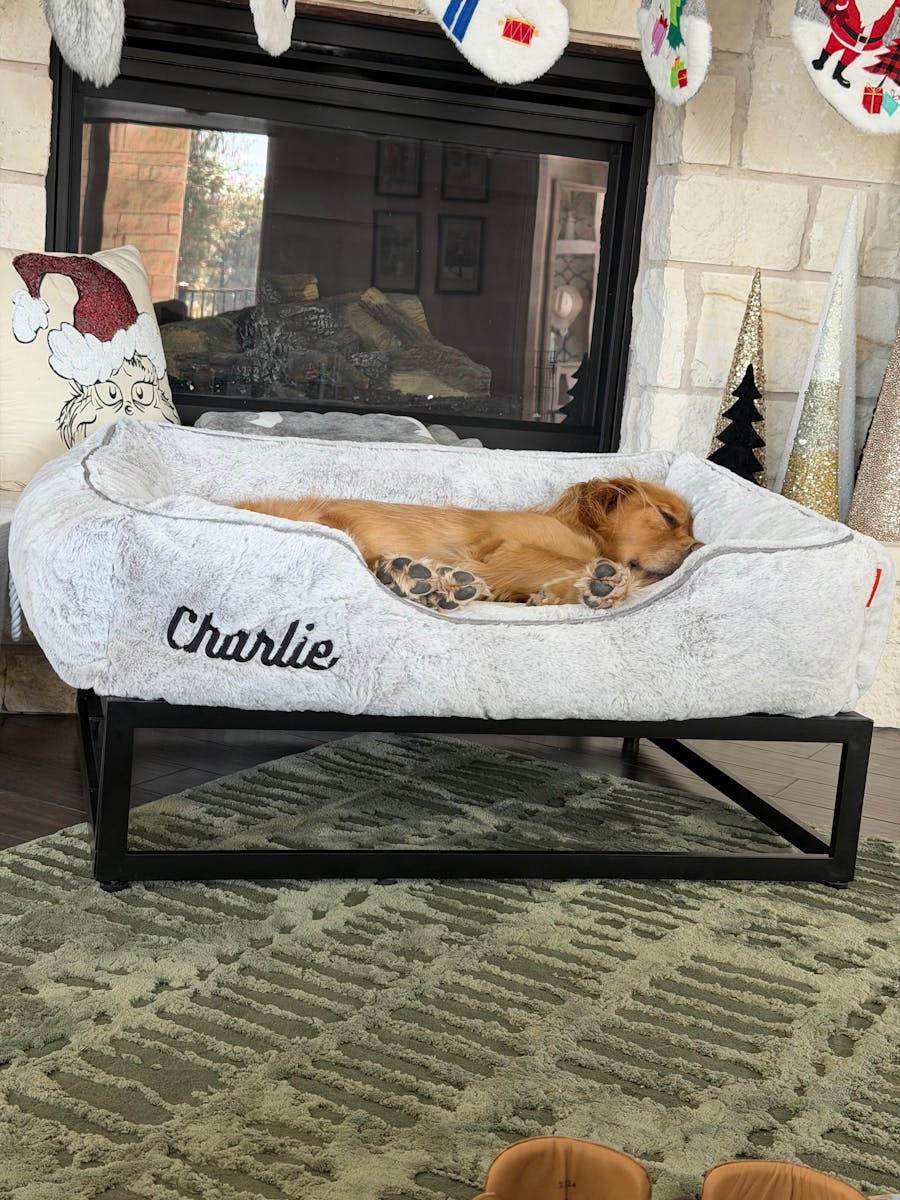 The Up Pup Raised Dog Bed