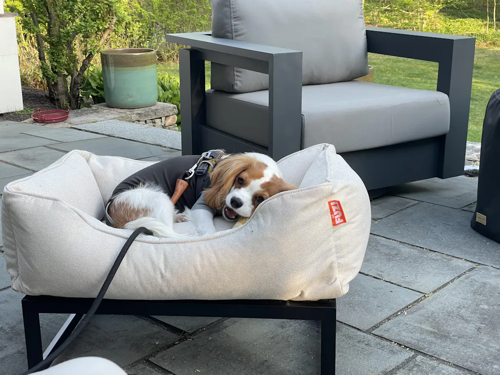 The FÜZI Elevated Dog Bed