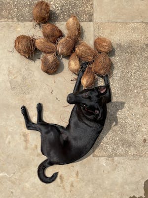 Foundational Nutrition Boost