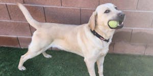 Foundational Nutrition Boost